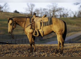 American Quarter Horse, Ruin, 7 Jaar, 150 cm, Buckskin