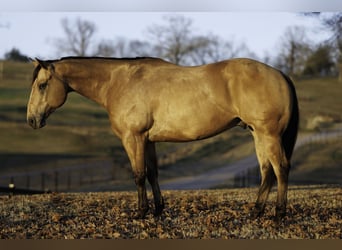 American Quarter Horse, Ruin, 7 Jaar, 150 cm, Buckskin