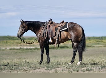 American Quarter Horse, Ruin, 7 Jaar, 150 cm, Buckskin