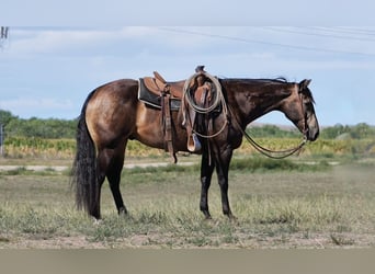 American Quarter Horse, Ruin, 7 Jaar, 150 cm, Buckskin