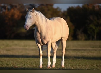 American Quarter Horse, Ruin, 7 Jaar, 150 cm, Cremello