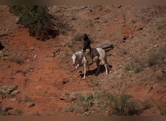 American Quarter Horse, Ruin, 7 Jaar, 150 cm, Cremello