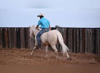 American Quarter Horse, Ruin, 7 Jaar, 150 cm, Cremello