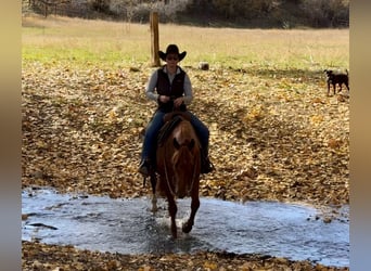 American Quarter Horse, Ruin, 7 Jaar, 150 cm, Donkere-vos