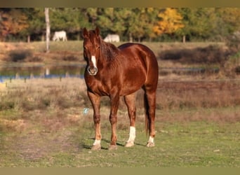 American Quarter Horse, Ruin, 7 Jaar, 150 cm, Donkere-vos