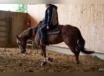 American Quarter Horse, Ruin, 7 Jaar, 150 cm, Donkere-vos