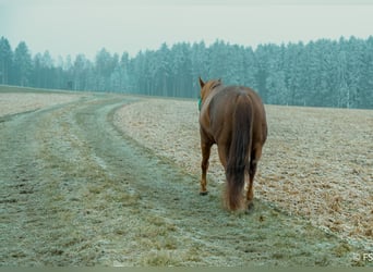 American Quarter Horse, Ruin, 7 Jaar, 150 cm, Donkere-vos