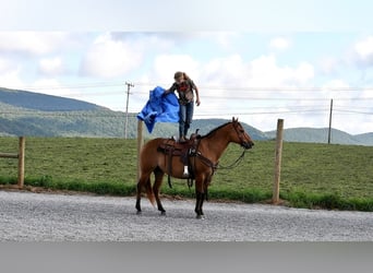 American Quarter Horse, Ruin, 7 Jaar, 150 cm, Falbe