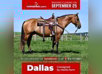 American Quarter Horse, Ruin, 7 Jaar, 150 cm, Falbe