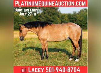 American Quarter Horse, Ruin, 7 Jaar, 150 cm, Falbe