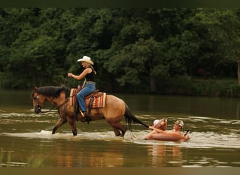 American Quarter Horse, Ruin, 7 Jaar, 150 cm, Falbe