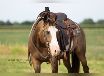 American Quarter Horse, Ruin, 7 Jaar, 150 cm, Gevlekt-paard