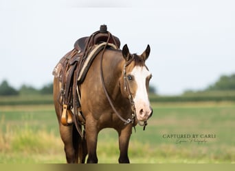 American Quarter Horse, Ruin, 7 Jaar, 150 cm, Gevlekt-paard