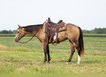 American Quarter Horse, Ruin, 7 Jaar, 150 cm, Gevlekt-paard