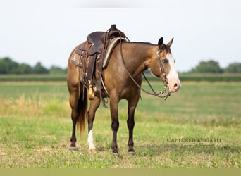 American Quarter Horse, Ruin, 7 Jaar, 150 cm, Gevlekt-paard