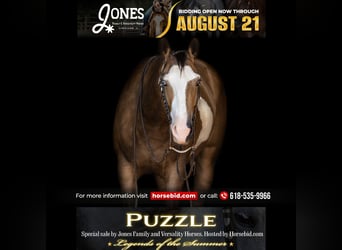 American Quarter Horse, Ruin, 7 Jaar, 150 cm, Gevlekt-paard