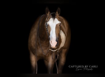 American Quarter Horse, Ruin, 7 Jaar, 150 cm, Gevlekt-paard