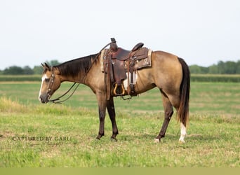 American Quarter Horse, Ruin, 7 Jaar, 150 cm, Gevlekt-paard