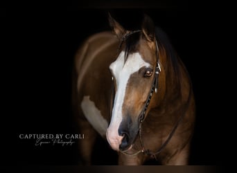American Quarter Horse, Ruin, 7 Jaar, 150 cm, Gevlekt-paard