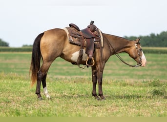 American Quarter Horse, Ruin, 7 Jaar, 150 cm, Gevlekt-paard