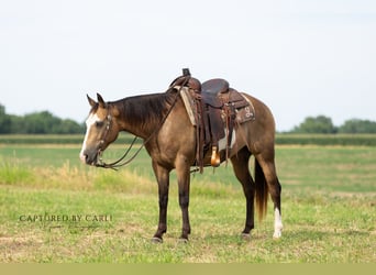 American Quarter Horse, Ruin, 7 Jaar, 150 cm, Gevlekt-paard