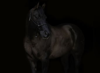 American Quarter Horse, Ruin, 7 Jaar, 150 cm, Grullo