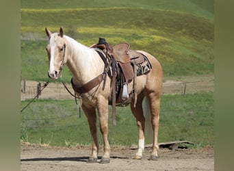 American Quarter Horse, Ruin, 7 Jaar, 150 cm, Palomino
