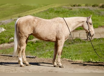 American Quarter Horse, Ruin, 7 Jaar, 150 cm, Palomino
