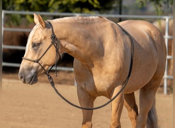 American Quarter Horse, Ruin, 7 Jaar, 150 cm, Palomino