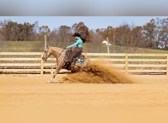 American Quarter Horse, Ruin, 7 Jaar, 150 cm, Palomino