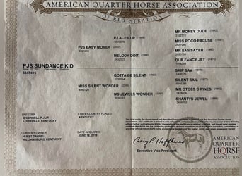 American Quarter Horse, Ruin, 7 Jaar, 150 cm, Palomino