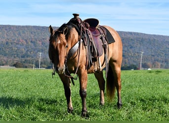 American Quarter Horse, Ruin, 7 Jaar, 150 cm, Red Dun