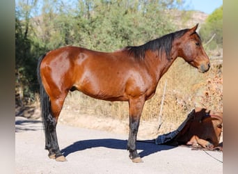 American Quarter Horse, Ruin, 7 Jaar, 150 cm, Roan-Bay