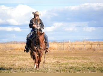 American Quarter Horse, Ruin, 7 Jaar, 150 cm, Roan-Red