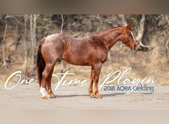 American Quarter Horse, Ruin, 7 Jaar, 150 cm, Roan-Red