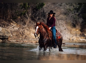 American Quarter Horse, Ruin, 7 Jaar, 150 cm, Roan-Red