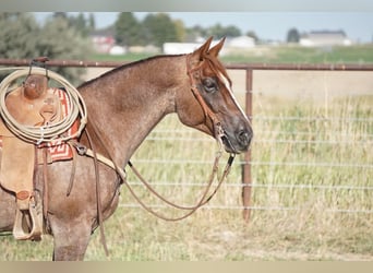 American Quarter Horse, Ruin, 7 Jaar, 150 cm, Roan-Red