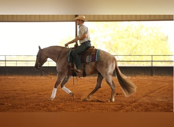 American Quarter Horse, Wallach, 7 Jahre, 150 cm, Roan-Red