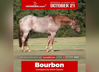 American Quarter Horse, Ruin, 7 Jaar, 150 cm, Roan-Red