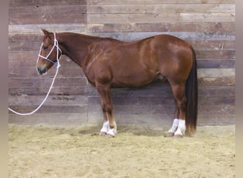 American Quarter Horse, Ruin, 7 Jaar, 150 cm, Roodvos