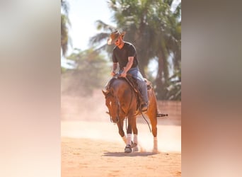 American Quarter Horse, Ruin, 7 Jaar, 150 cm, Roodvos