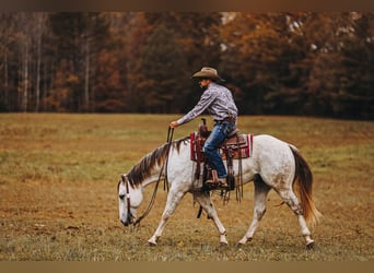 American Quarter Horse, Ruin, 7 Jaar, 150 cm, Schimmel