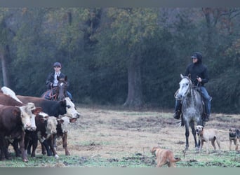 American Quarter Horse, Ruin, 7 Jaar, 150 cm, Schimmel