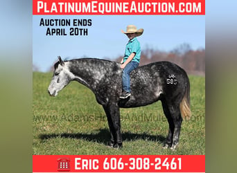 American Quarter Horse, Ruin, 7 Jaar, 150 cm, Schimmel