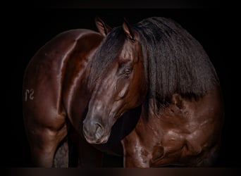 American Quarter Horse, Ruin, 7 Jaar, 152 cm, Bruin