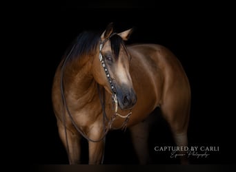 American Quarter Horse, Ruin, 7 Jaar, 152 cm, Buckskin