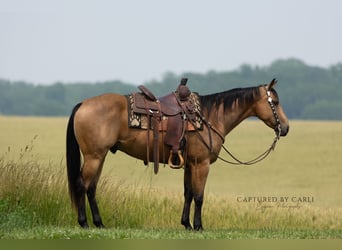 American Quarter Horse, Ruin, 7 Jaar, 152 cm, Buckskin