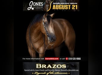 American Quarter Horse, Ruin, 7 Jaar, 152 cm, Buckskin