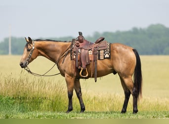 American Quarter Horse, Ruin, 7 Jaar, 152 cm, Buckskin