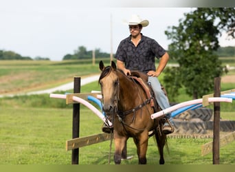 American Quarter Horse, Ruin, 7 Jaar, 152 cm, Buckskin